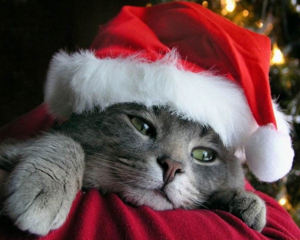 cutecatxmas